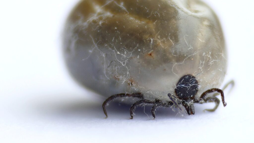 Ixodes Ricinus