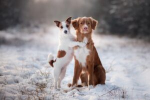 Dwa psy siedzą na dworze, na ziemi jest śnieg.