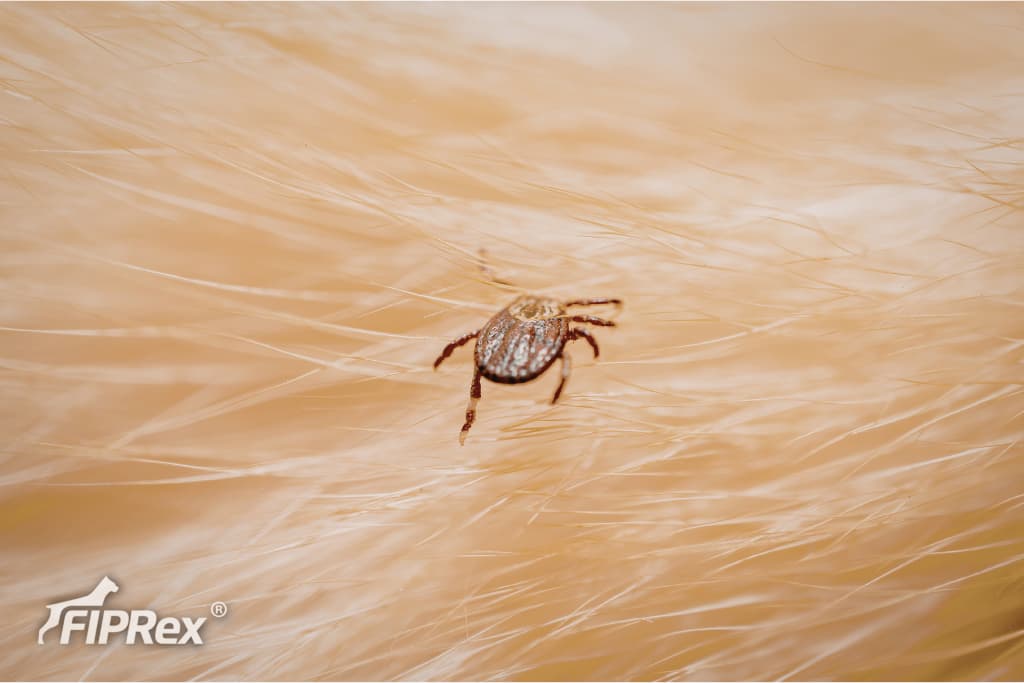Brązowy kleszcze idzie po jasnożółtej zwierzęcej sierści